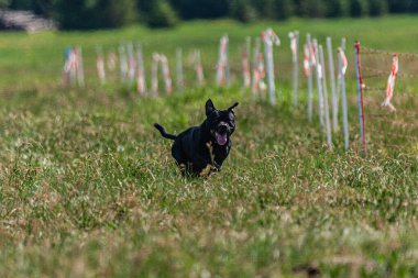 Yeşil alanda köpek koşuyor ve takip ediyor.