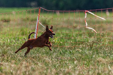 Pinscher köpeği sahada koşuyor ve koşuyor.