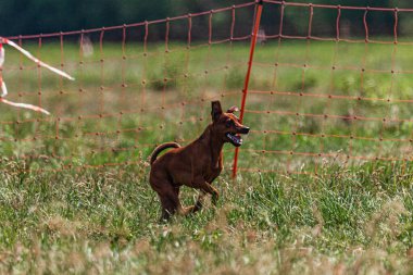 Pinscher köpeği sahada koşuyor ve koşuyor.