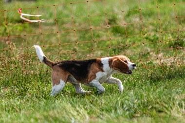 Yeşil alanda köpek koşuyor ve takip ediyor.