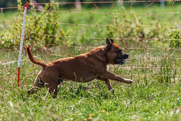 Yeşil alanda köpek koşuyor ve takip ediyor.