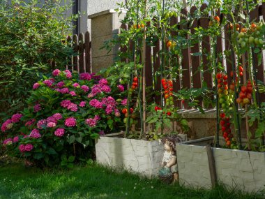Ortanca ve sebzeli verimli ev dekoratif bahçesi. Bahçede domates hasadı ve çiçek açan pembe ortanca çalısı olan bitkiler.