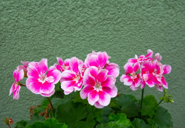 Motivo Floral Com Gerânios Varanda Verão Rosa Branco Flores Pelargonium — Fotografia de Stock