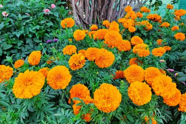 Kadife çiçeği. Portakal çiçekli bahçe yatağı Velvet dik günbatımı - Tagetes erecta. Kadife ağacı Sunset, Haziran 'dan Ekim' e kadar her yıl açan, altın sarısı çiçeklerle dolu güzel bir yıllık çiçektir..