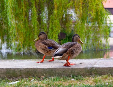 Köyün göletinin yanında iki vahşi ördek. Sahildeki doğal ortamda yaşayan ördekler.