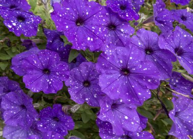 Background with garden large-flowered petunias. Blooming summer purple petunias with white dots. Floral background.