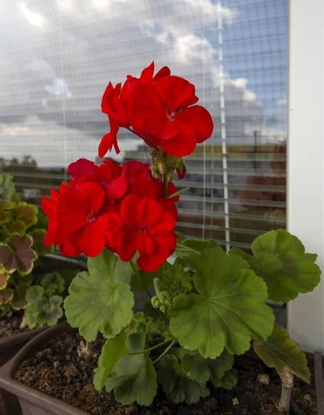 直立ゼラニウムの美しい古典的なタイプ Pelargonium Zonale 赤で人気のバルコニーゼラニウム 空のミラーリングと窓の外の花のポットで — ストック写真