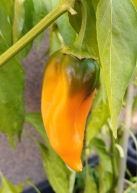 Ripening orange-green pepper capsicum. Background with outdoor plant with peppers in a garden pot.