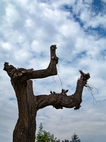 Old trimmed tree, care and restoration of trees - arboriculture. . Medical sharp crop of overgrown tree branches, trunk with stumps and background with clouds.