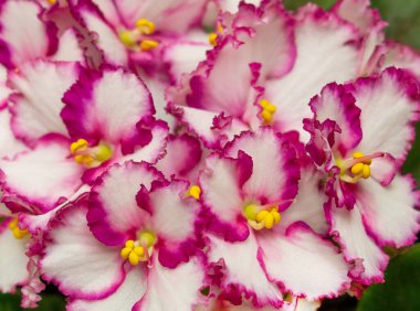 Background of blooming African violets. two-tone White-violet flowers of violets with yellow pistils, stigmas and stamens.