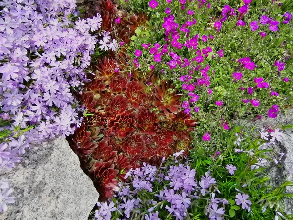 Spring alpine rock blooming garden. Colorful flowering perennial plants in an alpine rock garden. Spring background.