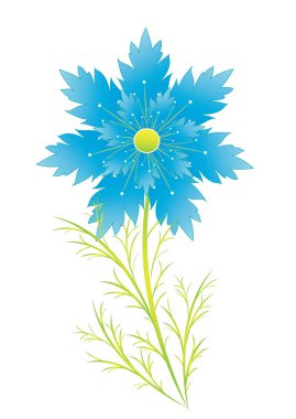 Blooming full-flowered flower flower cornflower. The whole blue cornflower plant in white isolated, vector and jpg format.