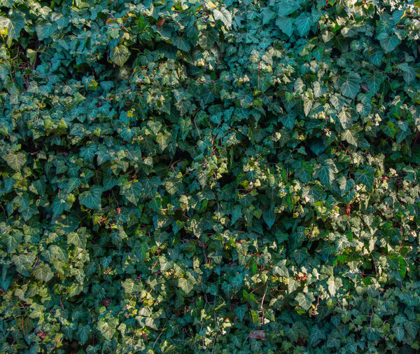 Background with winter ivy leaves Hedera canariensis. Wallpaper with an evergreen cover plant of dense ivy on a garden wall.