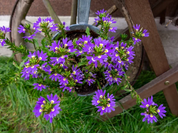 Garden summer floral still life. Scaveola aemula. Purple Scaevola thermophilic in a flowerpot, a genus of perennial plants.