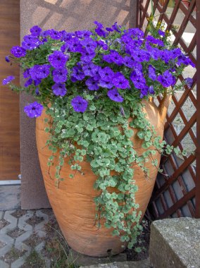 Purple Petunia flowers in a large amphora pot. The petunias are complemented by brindle green plants Glechoma hederacea - Variegata.