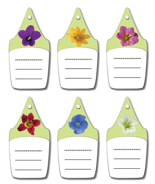 A set of labels with photos of Alpine flowers. A collection of tags with fresh types of alpine flowers. Objects isolated.