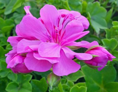 Pembe bir sardunya çiçeği. Pelargonium tam çiçek ve tomurcuklanıyor. Bahçe balkonunun çiçekleri yapraklı arka planda. Çiçek arka planı.