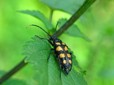 Dört bantlı Longhorn böceği (Leptura quadrifasciata) bir yaprak üzerinde. Böcek dişidir, erkeklerin bacaklarında iki göze çarpan dikenleri vardır. Türleri eşekarısı gibi boyut ve renk olarak çok değişkendir..