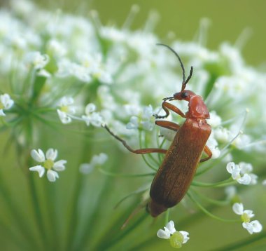 Beyaz bir çayır çiçeğinin üzerindeki uzun boynuzlu böcek. Longhorn böceği (Stictoleptura rubra), uzun boynuzlu böcek familyasından yaygın bir böcektir.