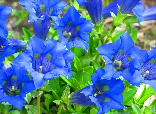 Krásné Kvetoucí Modrozelená Modrá Hořce Pozadí Zahrada Slunný Jarní Modrofialový — Stock fotografie