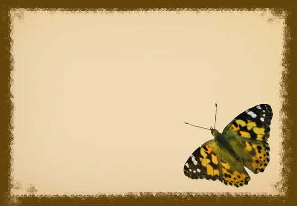 Retro frame with colorful butterfly. Illustrated old parchment with empty space for your text. Background.
