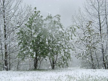 Mayıs ayının baharında karlı bir geçmişi vardı. Şaşırtıcı bahar sezonu. Bahar yeşili karlı ağaçlarla kaplı dağ manzarası.