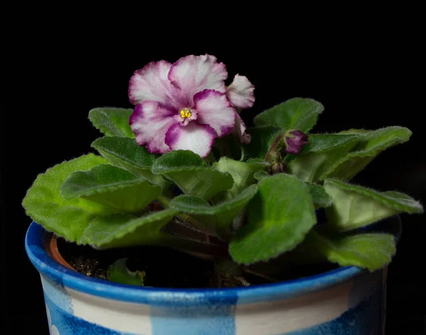 Blooming white-violet flowers African violet. Room white violet with wavy purple edging, with leaves and flower buds. Background.
