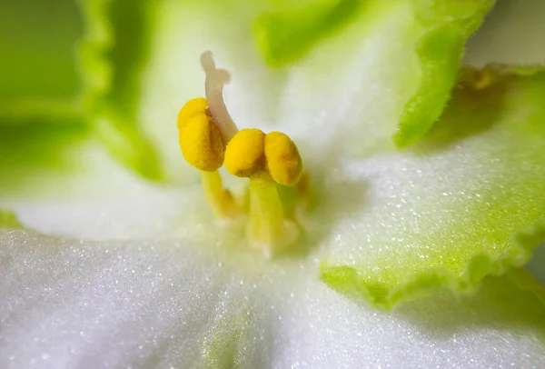Деталь Квітучої Біло Зеленої Квітки Африканського Фіолету Макро Деталізує Кімнату — стокове фото