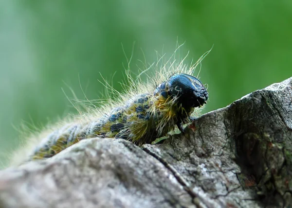 Disheveled Caterpillar Tree Stump Insect Yellow Black Colored Hairy Crawling — Stock Photo, Image