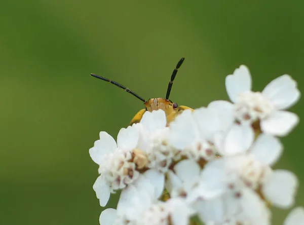 Cuco Escarabajo Asoma Por Detrás Una Flor Incesto Insecto Jardín — Foto de Stock