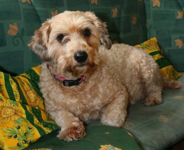 Şirin evcil köpek, cins bilinmiyor. Aile, kanepede dinlenen dişi bir köpek bulmuş. Arkaplan.