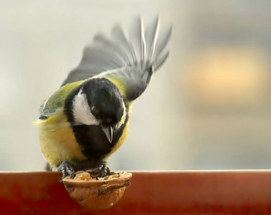 Tiny bird gear tit,Periparus ater. A tiny tit bird on the edge of the feeder eats a walnut. Sunny spring de, background.