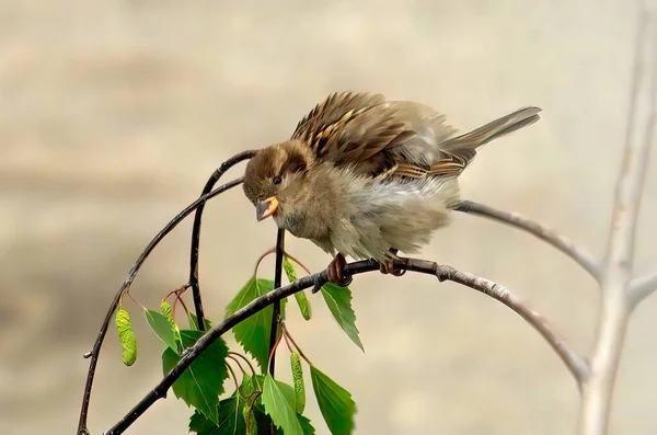 图片上是一只普通的小麻雀 在风中 一只小鸟麻雀停在春天桦树的树枝上 — 图库照片