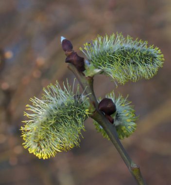 Catkins. Blooming catkins with pollen pistils. The first spring pollen food for bees, a twig with a bud and flowers.