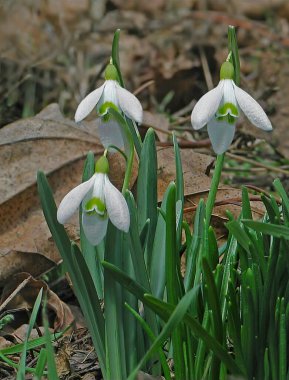 İlk bahar çiçekleri, Galanthus Nivalis. Parktaki beyaz bahar çiçekleri son yılların yaprakları. Çiçek arka planı.