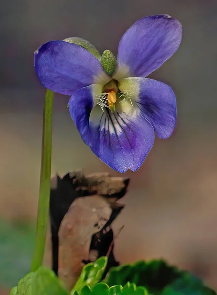 Květinová Vonná Fialová Konigin Charlote Typická Jarní Přirozeně Vyskytující Půdní — Stock fotografie