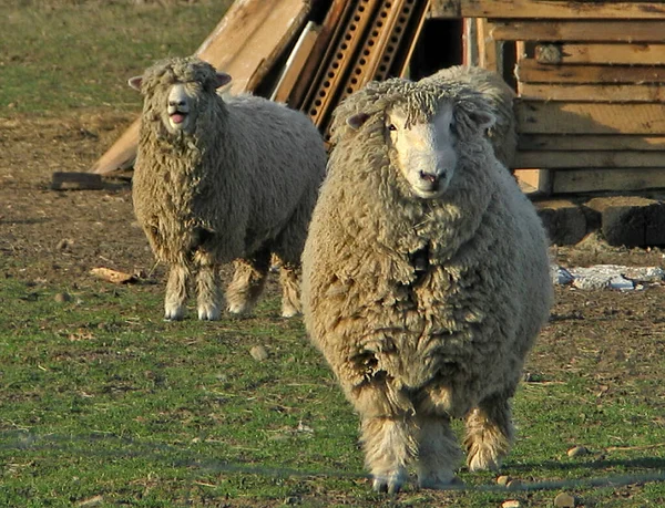 Owce Łące Farmie Hodowla Owiec Niestrzyżone Zwierzęta Gospodarskie Przerośniętym Futrze — Zdjęcie stockowe