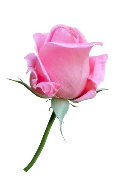 单瓣粉红玫瑰分离 一朵鲜红的玫瑰在白色的背景上的茎上 有修剪路径 — 图库照片