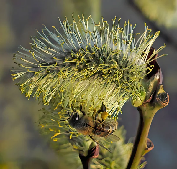 图片上有一只蜜蜂在给树上的猫授粉 含花粉的金丝雀与授粉蜜蜂在风中的宏观调控 — 图库照片
