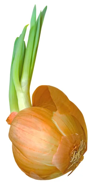 One Ripe Yellow Onion White Background One Ripe Yellow Onion — Stock Photo, Image