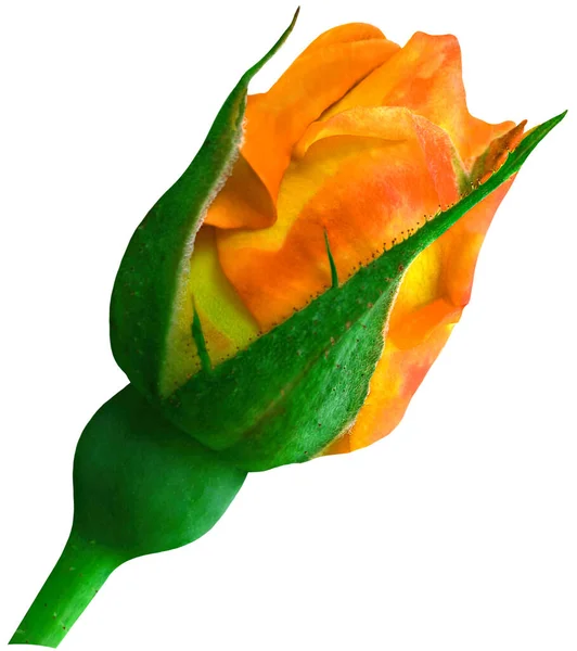 Μονόκλινο Ανθισμένο Λουλούδι Τριαντάφυλλο Τσάι Κίτρινο Πορτοκαλί Τριαντάφυλλο Στο Στέλεχος — Φωτογραφία Αρχείου