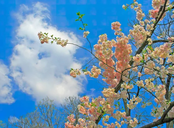 Primavera Luz Rosa Florescendo Sakura Primavera Rosa Sakura Árvore Floresce — Fotografia de Stock