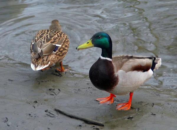 Ein Entenpaar Nach Einem Bad Teich Nasse Enten Auf Einem — Stockfoto