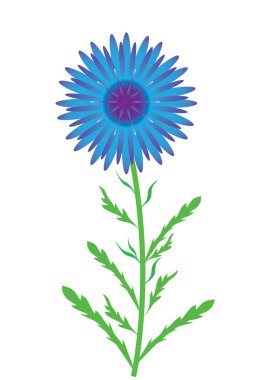 Beyaz arka planda mavi çiçek. Saplı, izole edilmiş nesne, vektör ve jpg biçiminde tek çiçekli mavi-mor Cornflower.