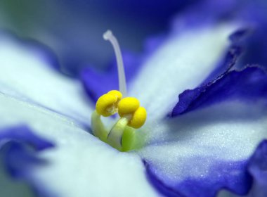 Stamens erkek organı mavi Afrika menekşesi. Afrika menekşeli, beyaz-mavi bir çiçeğin büyüyen erkeklik organlarının ayrıntıları. Sarı çitli bir menekşenin makro ayrıntıları.