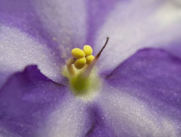 Détail Des Étamines Croissantes Une Violette Africaine Fleur Blanc Violet — Photo