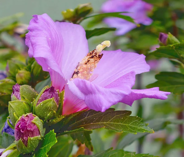 Mor Çiçekli Amber Tomurcuklu Bir Arka Plan Bahçe Ambarının Çiçek — Stok fotoğraf