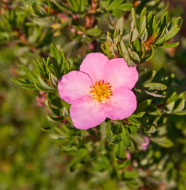 Cinbind Crushing, Potentilla Fruticosa, Pembe Kraliçe. Yeşilliklerdeki çalıların çiçek açan çalı çiçeğinin yakın çekimi. Çiçek arka planı.