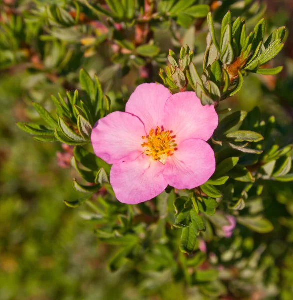 Cinbind Crushing, Potentilla Fruticosa, \'Pink Queen \'. Close-up of a blooming ping flower of a bushy sedge bush in foliage. Floral background.