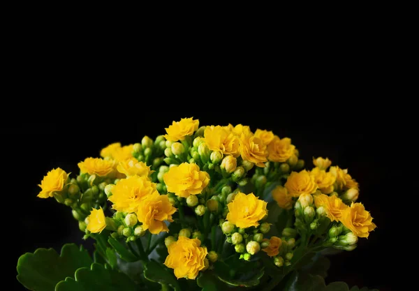 Lindas Flores Amarelas Kalanchoe Flor Vista Perto Cacho Flores Amarelas — Fotografia de Stock